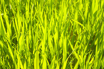 Image showing green grass