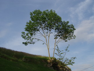 Image showing Tree