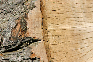 Image showing Trunk Close Up