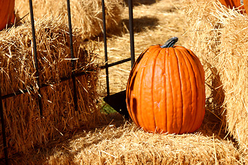 Image showing Up Close - Pumpkin