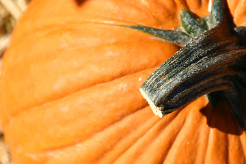 Image showing Up Close - Pumpkin
