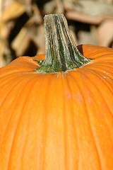 Image showing Up Close - Pumpkin