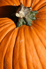 Image showing Up Close - Pumpkin