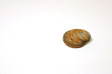 Image showing The Seashell