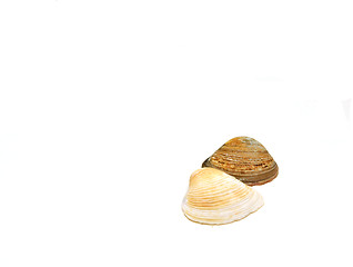 Image showing Seashells Side by Side