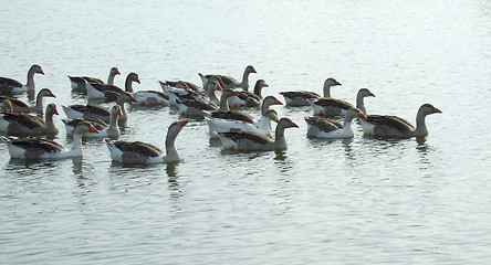 Image showing geese