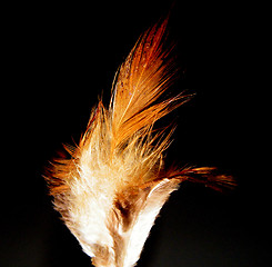 Image showing Feather