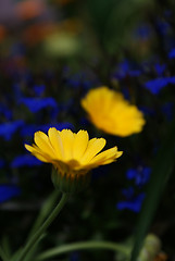 Image showing calendula