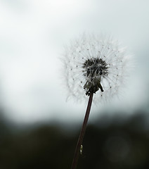 Image showing dandelion