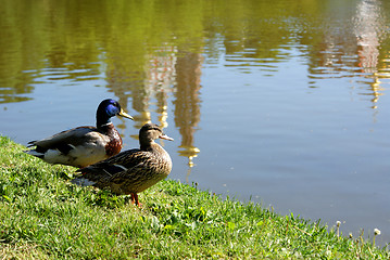 Image showing duck family