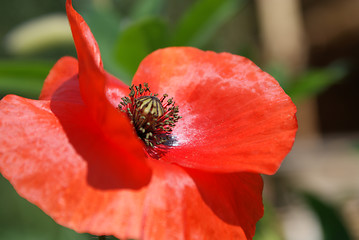 Image showing Papaver