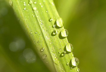 Image showing dew