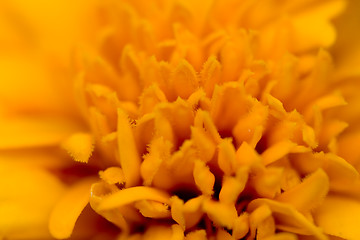 Image showing yellow beautiful flower