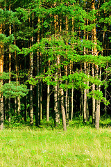 Image showing green forest