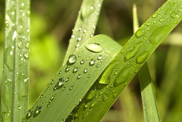 Image showing dew