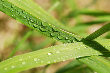 Image showing drops