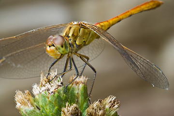 Image showing dragonfly