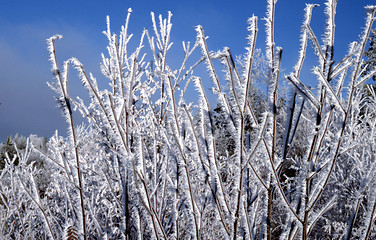 Image showing Rime