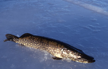 Image showing Pike