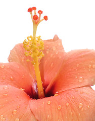 Image showing Water drop on hibiscus flower