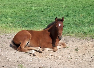 Image showing horse