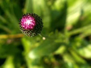 Image showing wild flower growing