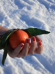 Image showing winter mandarin 03