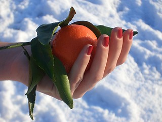 Image showing winter mandarin 01
