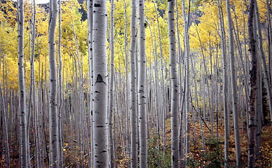 Image showing aspen trees in fall