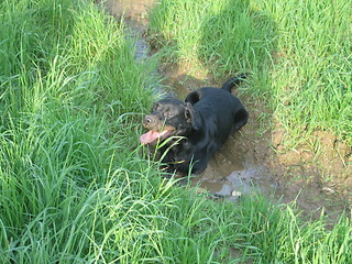 Image showing Happy Dog