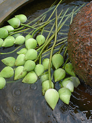 Image showing flower buds