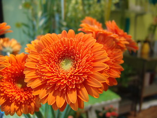 Image showing orange flower