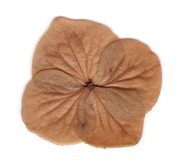 Image showing Dead Hydrangea Flower
