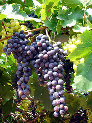 Image showing grapes