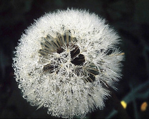 Image showing dandelion