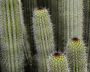 Image showing cacti
