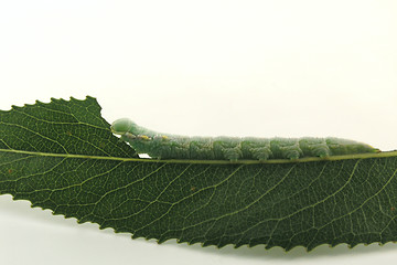 Image showing caterpiller