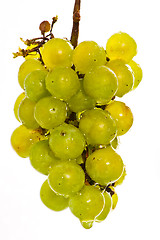 Image showing Wet green grapes on white beckground