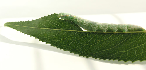 Image showing caterpiller