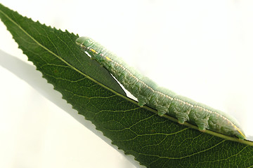 Image showing caterpiller