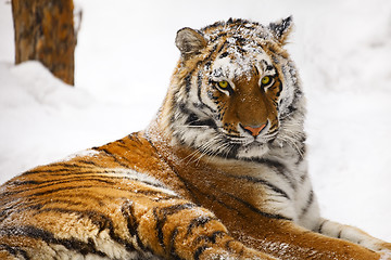 Image showing Young tiger portrait. 