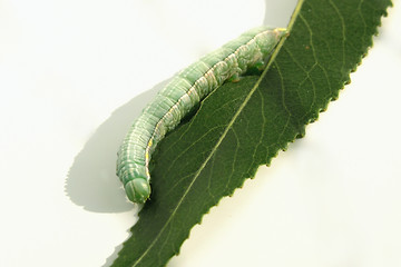 Image showing caterpiller