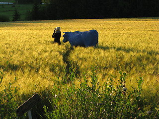 Image showing cow on field