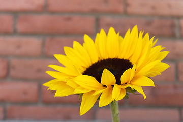 Image showing Sunflower