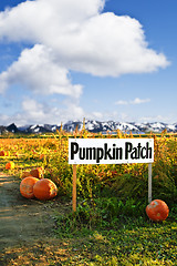 Image showing Pumpkin patch