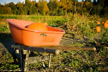 Image showing Pumpkin patch