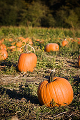 Image showing Pumpkins patch