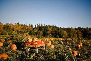 Image showing Pumpkins patch