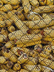 Image showing Corncobs