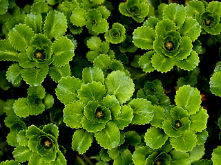 Image showing Green leaves